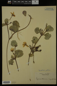 Nymphoides peltata image