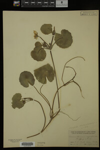 Nymphoides peltata image