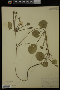 Nymphoides peltata image