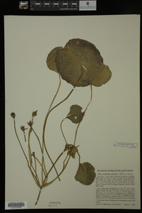 Nymphoides peltata image