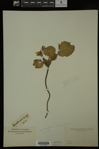 Nymphoides peltata image
