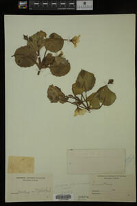 Nymphoides peltata image