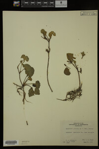 Nymphoides peltata image