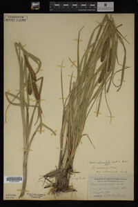 Carex utriculata image
