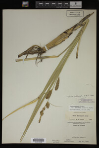Carex utriculata image