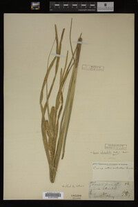 Carex utriculata image