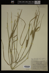 Carex utriculata image