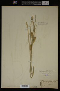 Carex utriculata image