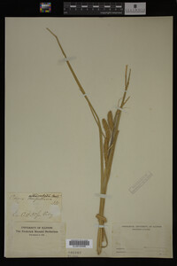 Carex utriculata image