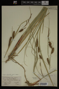 Carex utriculata image