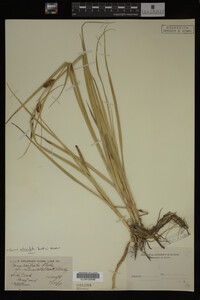 Carex utriculata image