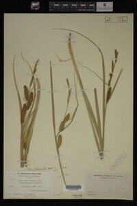 Carex utriculata image