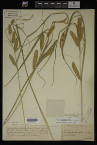 Carex utriculata image