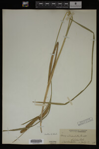 Carex utriculata image