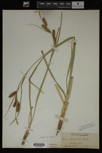 Carex utriculata image