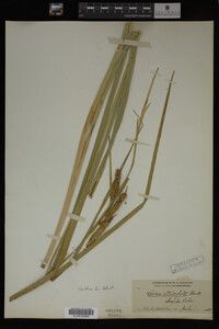 Carex utriculata image