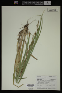 Carex utriculata image