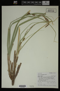 Carex utriculata image