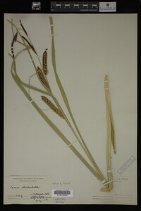 Carex utriculata image