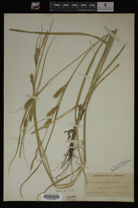 Carex utriculata image