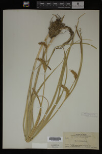Carex utriculata image