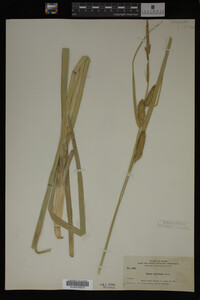 Carex utriculata image