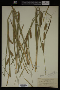 Carex utriculata image