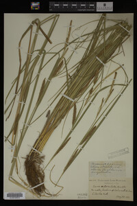 Carex utriculata image