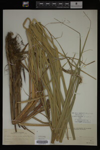 Carex utriculata image