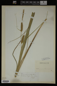 Carex utriculata image
