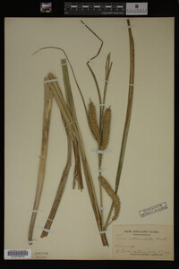 Carex utriculata image