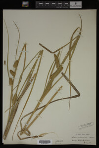 Carex utriculata image