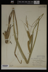 Carex utriculata image