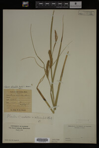 Carex utriculata image
