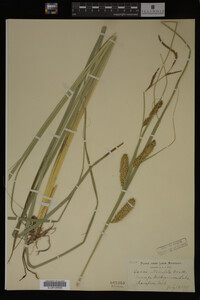 Carex utriculata image