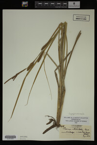 Carex utriculata image
