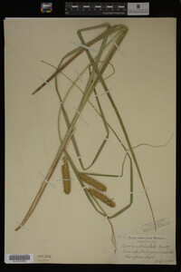Carex utriculata image