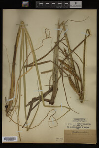 Carex utriculata image