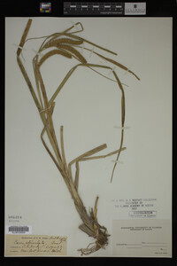 Carex utriculata image