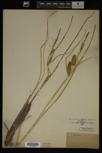 Carex utriculata image
