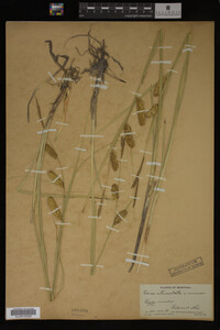 Carex utriculata image