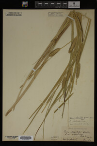 Carex utriculata image