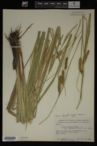 Carex utriculata image