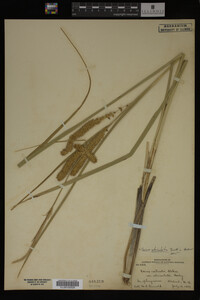 Carex utriculata image