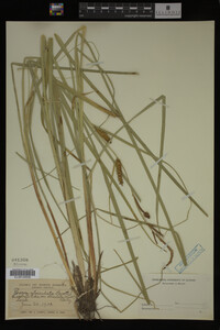 Carex utriculata image