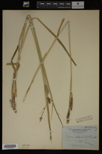 Carex utriculata image