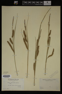 Carex utriculata image