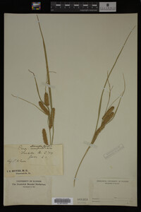 Carex utriculata image