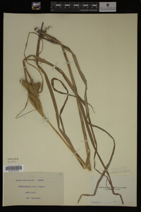 Carex utriculata image