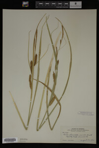 Carex utriculata image